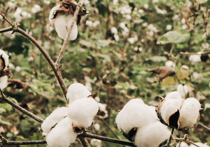 コットンの原材料である綿花
